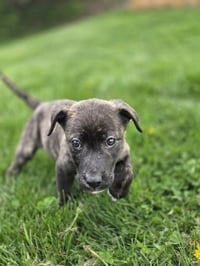 SRV Palau : Caryn - Photo 3