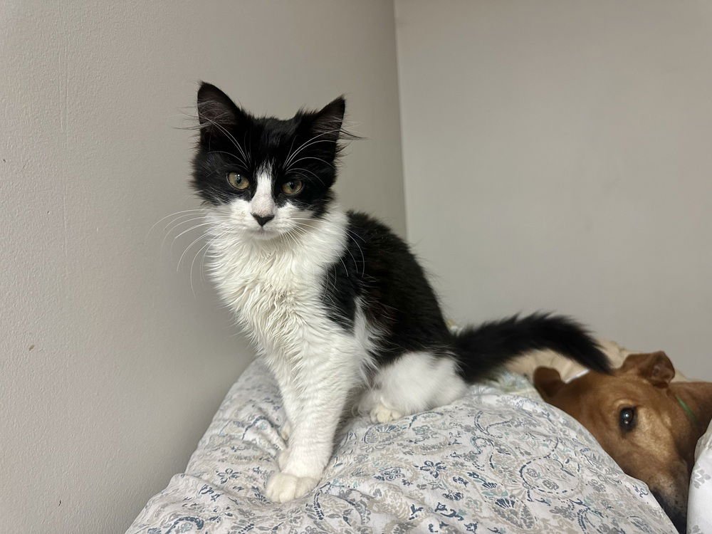 IRISH KITTY : IRELAND - Domestic Long Hair available for adoption