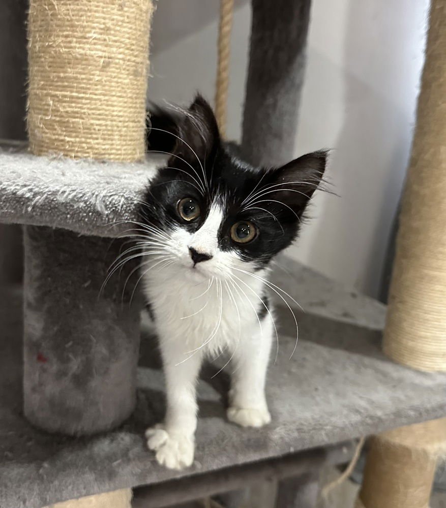 IRISH KITTY : IRELAND - Domestic Long Hair available for adoption