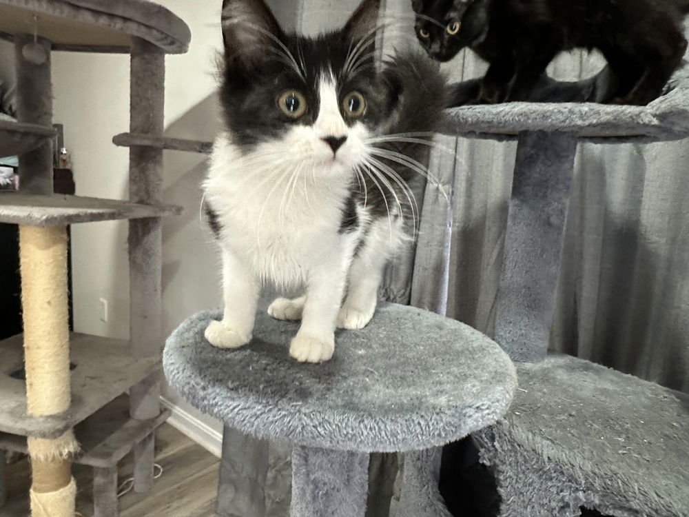 Irish Kitty : Ireland - Photo 4