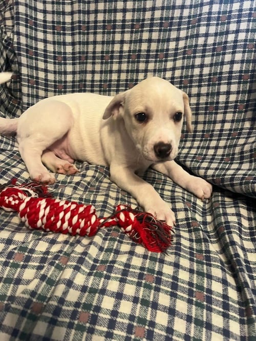 PIGGY PUPS : CHRIS P BACON - Jack Russell Terrier / Terrier available for adoption