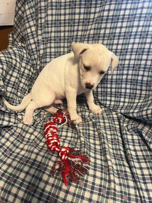 PIGGY PUPS : CHRIS P BACON - Jack Russell Terrier / Terrier available for adoption