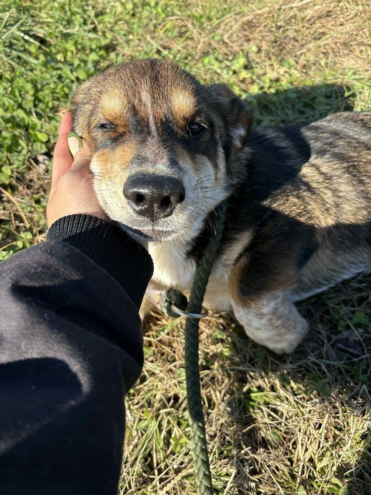 MUTT & JEFF : JEFF - Basset Hound / Labrador Retriever available for adoption