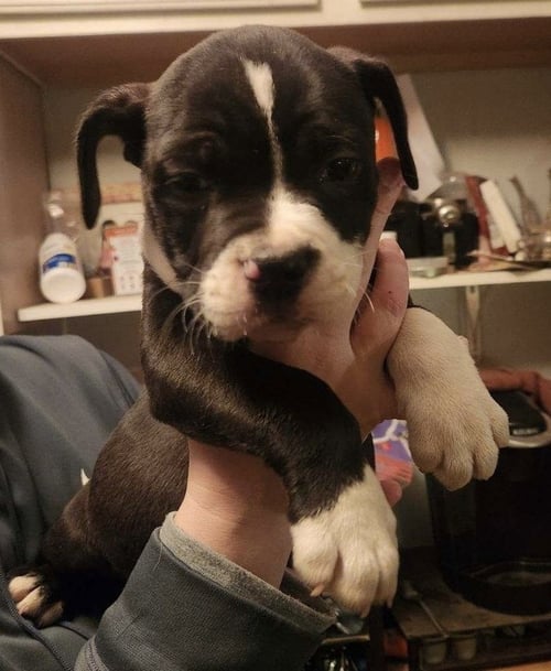 KELSEYS CREW : GEMINI (BEANS) - American Pit Bull Terrier / American Pit Bull Terrier available for adoption