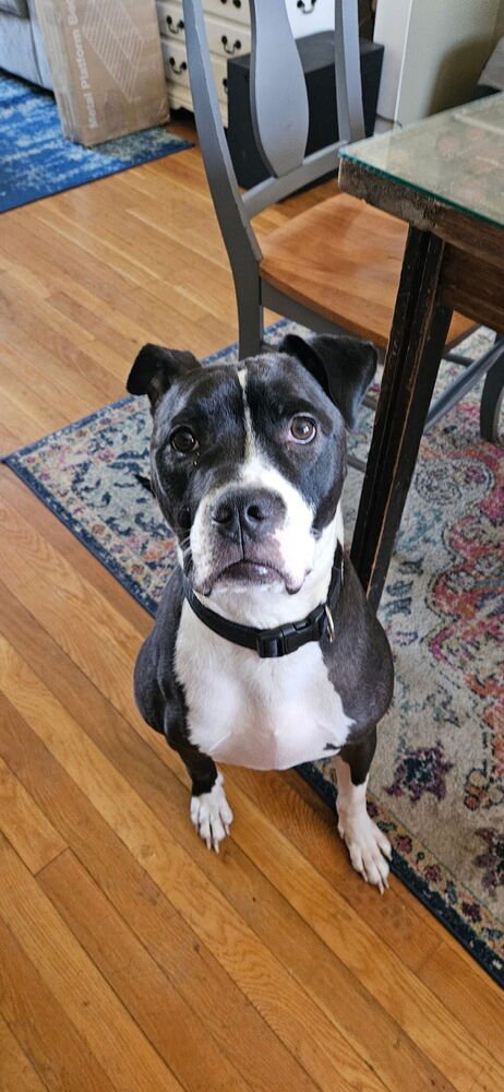 KELSEYS CREW : GEMINI (BEANS) - American Pit Bull Terrier / American Pit Bull Terrier available for adoption