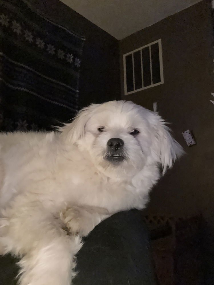 ALPHA - Pomeranian / Shih Tzu available for adoption