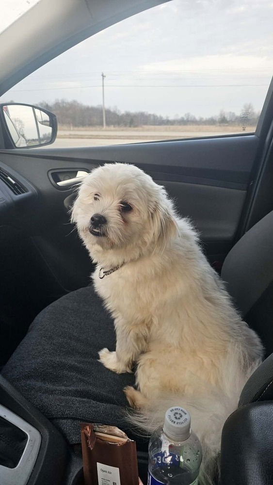 ALPHA - Pomeranian / Shih Tzu available for adoption