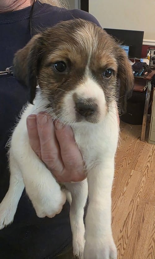 HORSING AROUND : CHRISSY GIRL - Terrier / Beagle available for adoption
