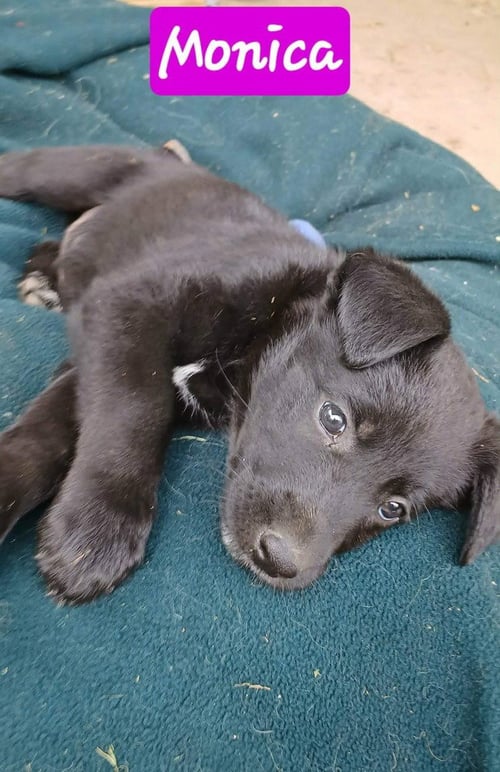 CENTRAL PERK : MONICA - German Shepherd Dog / Labrador Retriever available for adoption