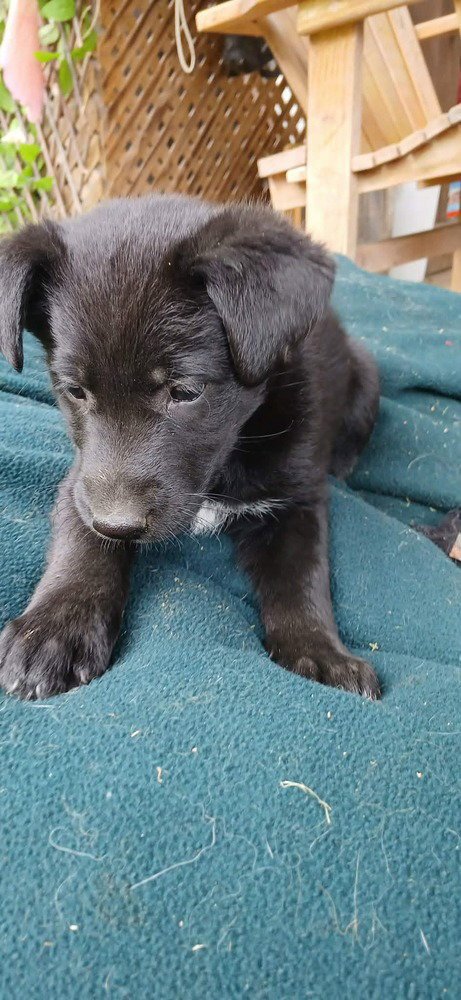 CENTRAL PERK : MONICA - German Shepherd Dog / Labrador Retriever available for adoption