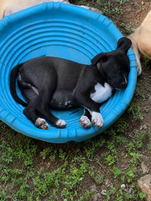 BACK TO SCHOOL : MR. HOLLAND - Catahoula Leopard Dog / Labrador Retriever available for adoption