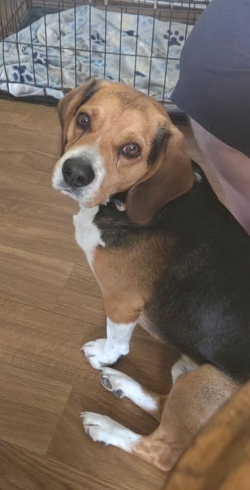 CD : BUDDY HOLLY - Beagle available for adoption