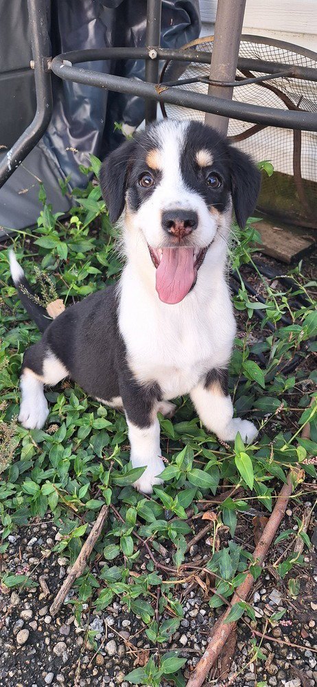 STOOGES : MOE - Australian Shepherd / Terrier available for adoption