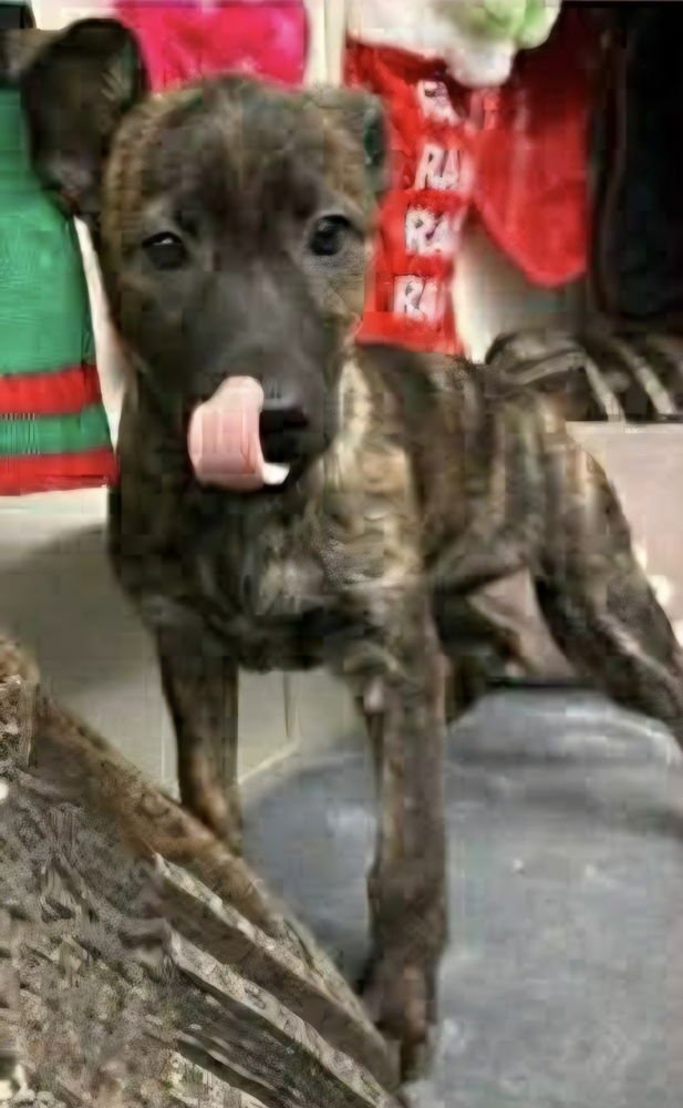 SIBBIES : HEIDI - German Shepherd Dog / Plott Hound available for adoption