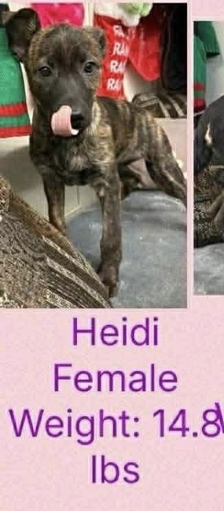 SIBBIES : HEIDI - German Shepherd Dog / Plott Hound available for adoption