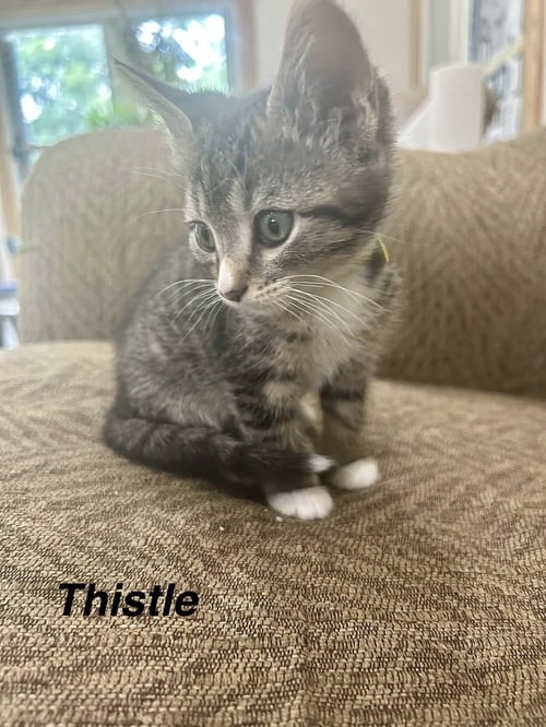 POLLINATOR : THISTLE - Domestic Short Hair available for adoption