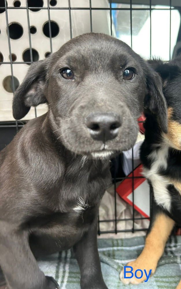 LONESOME DOVE : NEWT - Labrador Retriever / German Shepherd Dog available for adoption