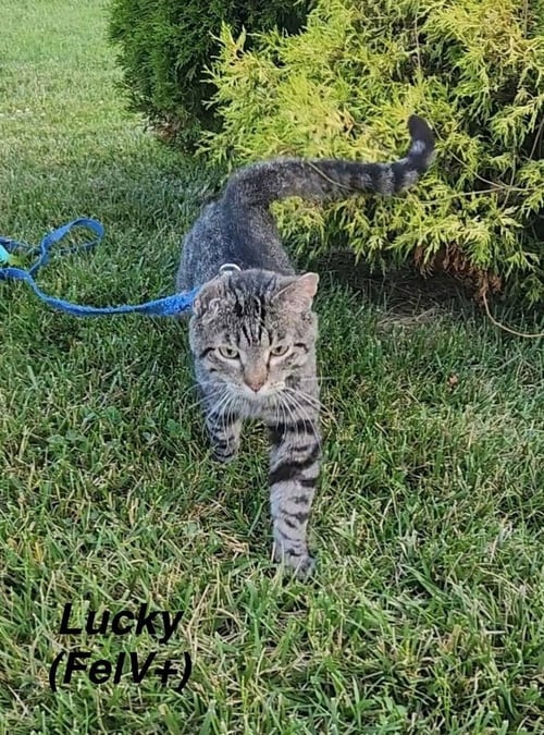 MASONS : LUCKY - Domestic Short Hair available for adoption