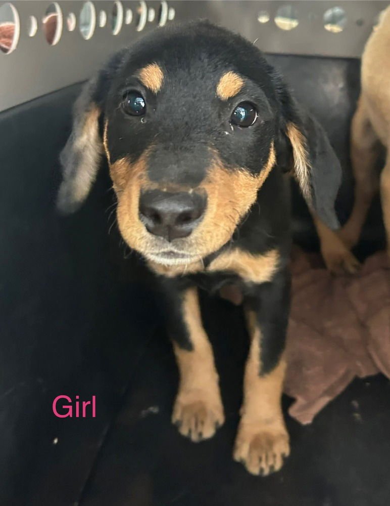 LONESOME DOVE : ELMIRA - Labrador Retriever / German Shepherd Dog available for adoption