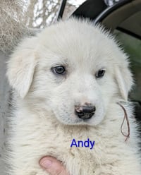 Ruby's Rowdies : Andy - Photo 1
