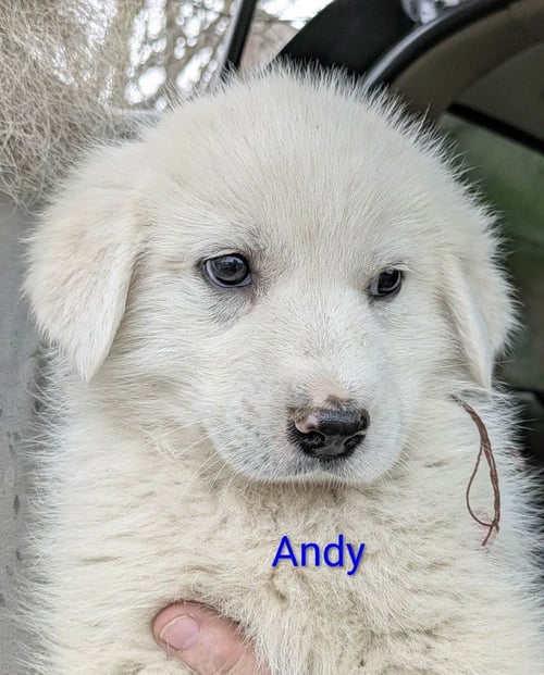 RUBY'S ROWDIES : ANDY - Great Pyrenees / Golden Retriever available for adoption
