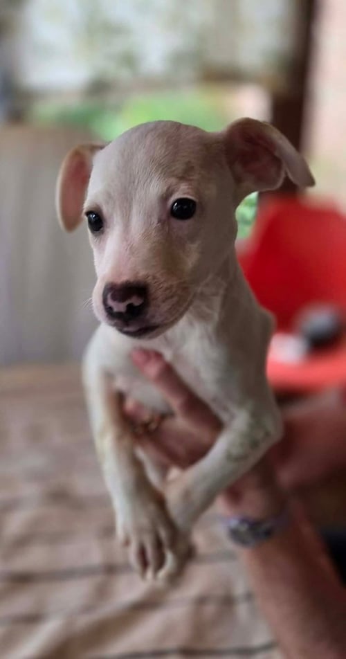 COMIDA BLANCA : CAULIFLOWER - Labrador Retriever / Beagle available for adoption