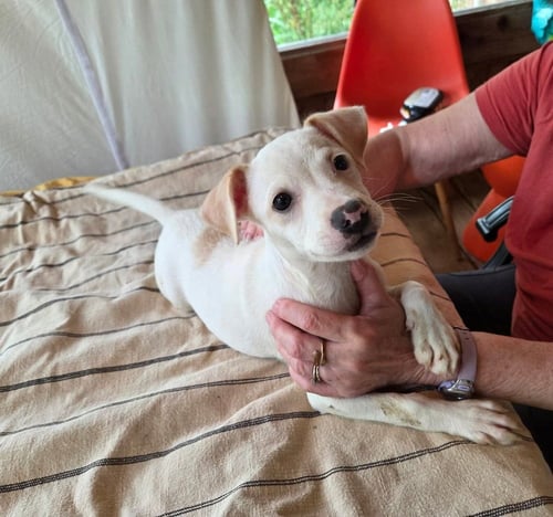 COMIDA BLANCA : CAULIFLOWER - Labrador Retriever / Beagle available for adoption