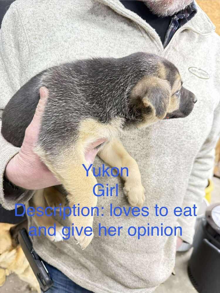 ARTIC PAWS : YUKON - German Shepherd Dog / Husky available for adoption