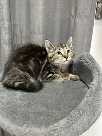 Metamora Kitties : Canal - Photo 1