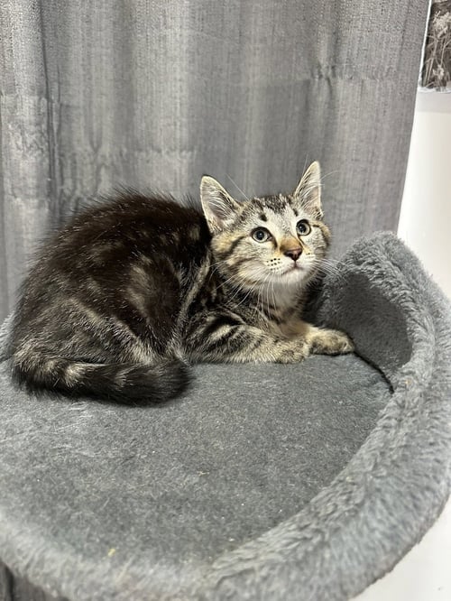 METAMORA KITTIES : CANAL - Domestic Short Hair available for adoption
