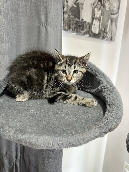 METAMORA KITTIES : CANAL - Domestic Short Hair available for adoption
