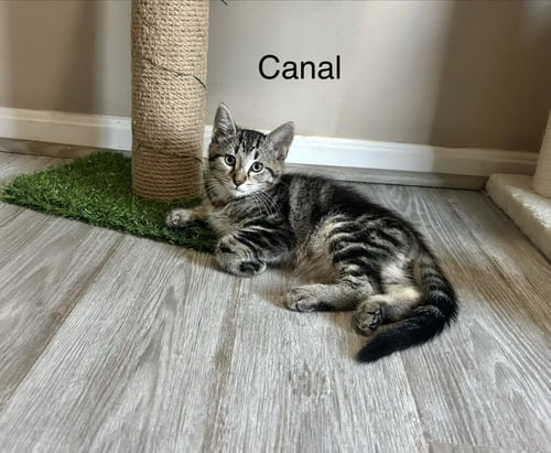 METAMORA KITTIES : CANAL - Domestic Short Hair available for adoption