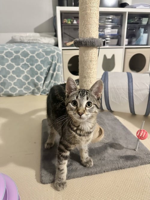 METAMORA KITTIES : CANAL - Domestic Short Hair available for adoption