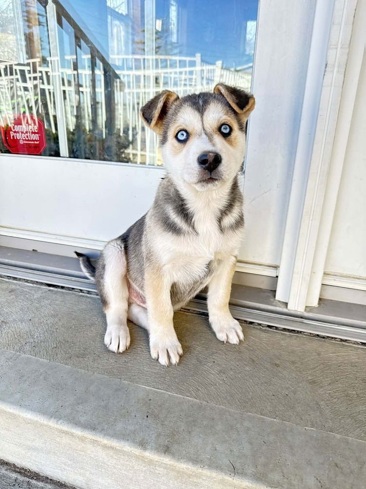 ARTIC PAWS : FROST - German Shepherd Dog / Husky available for adoption