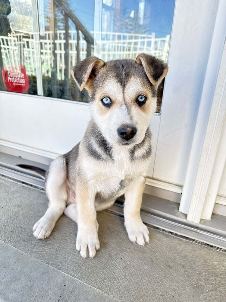 ARTIC PAWS : FROST - German Shepherd Dog / Husky available for adoption