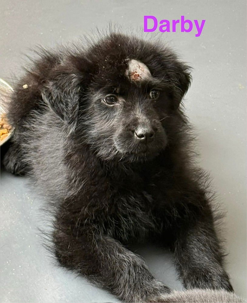 LUCKY LASSIES : DARBY - Labrador Retriever / Australian Shepherd available for adoption