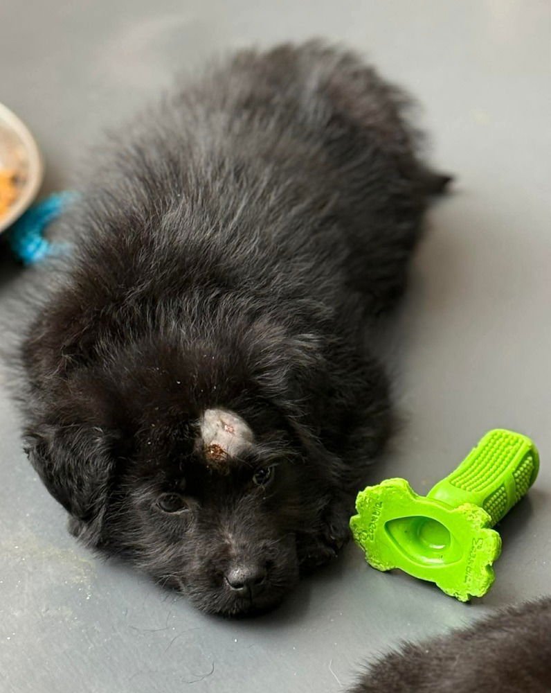 LUCKY LASSIES : DARBY - Labrador Retriever / Australian Shepherd available for adoption