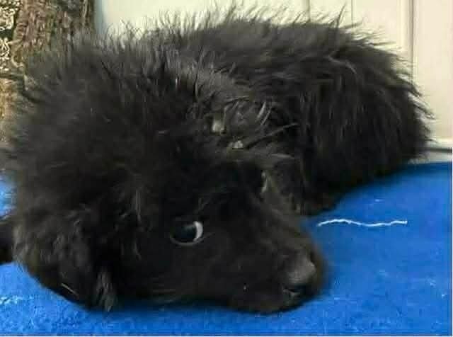 Lucky Lassies : Darby - Photo 3