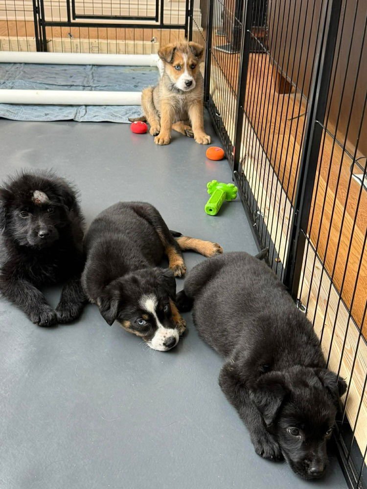 Lucky Lassies : Darby - Photo 4