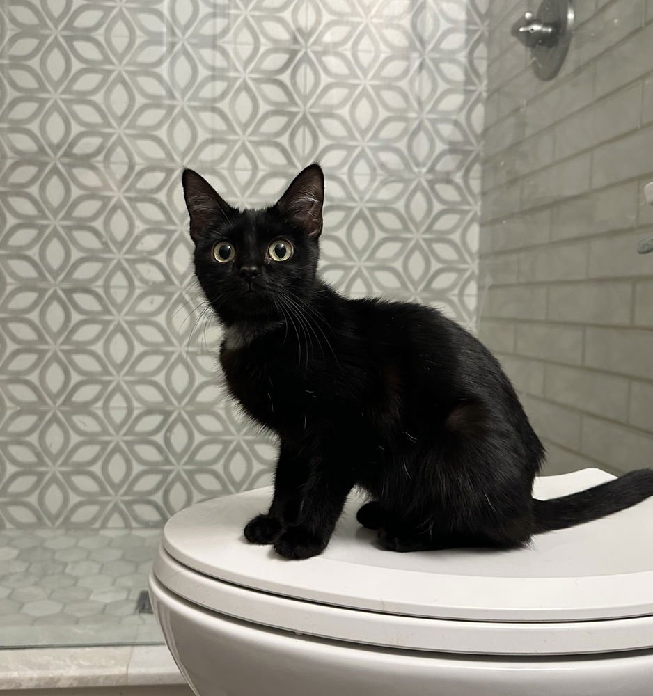 NORA KITTY - Domestic Short Hair available for adoption