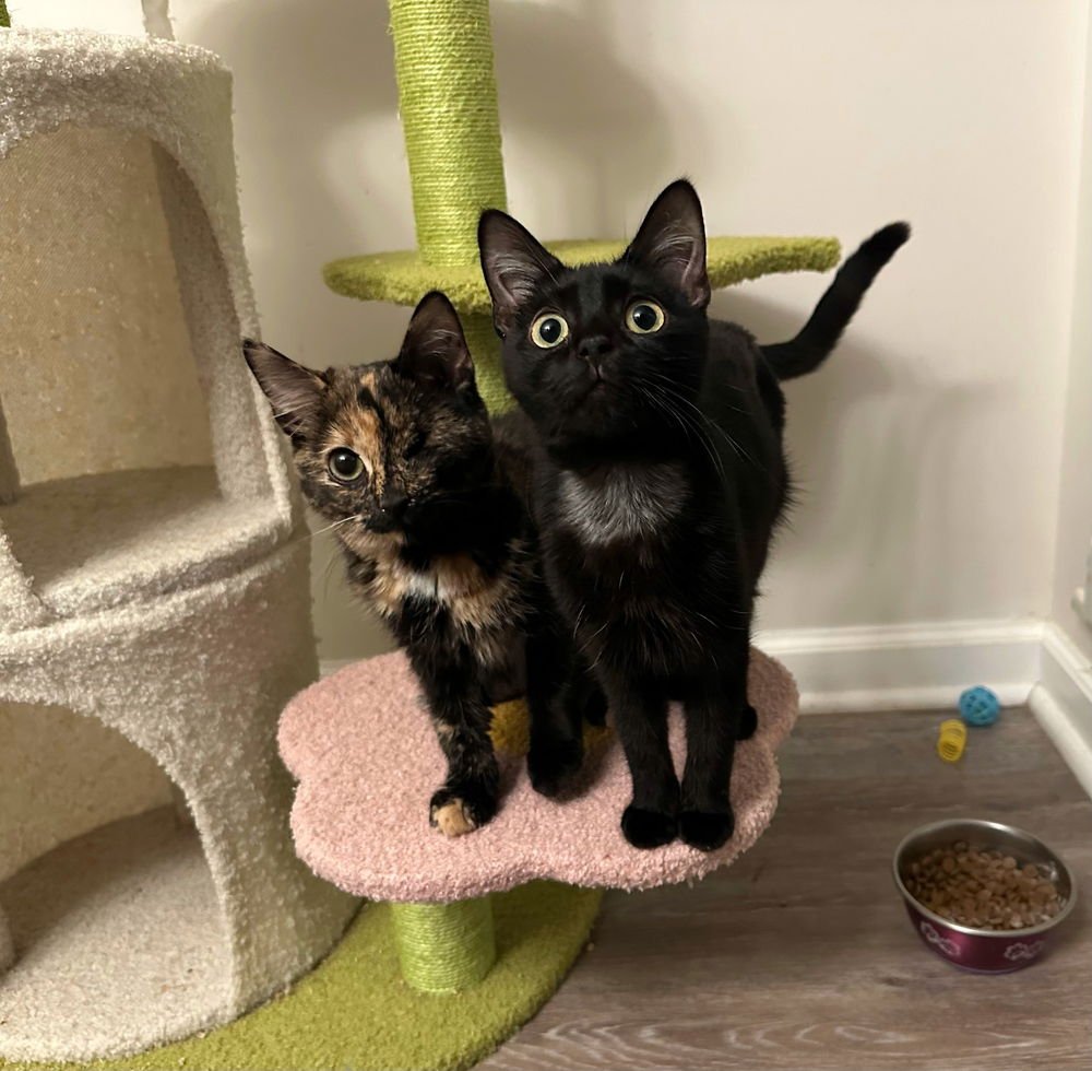 NORA KITTY - Domestic Short Hair available for adoption