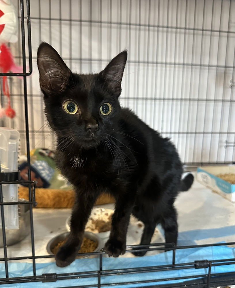 Nora Kitty - Photo 3