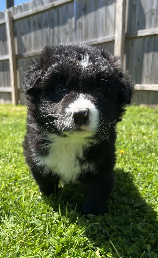 R FOR : RILEY - Border Collie / Australian Shepherd available for adoption