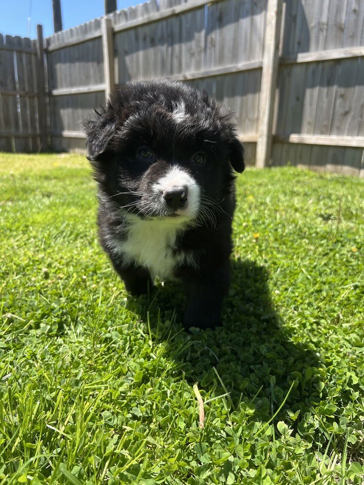 R FOR : RILEY - Border Collie / Australian Shepherd available for adoption