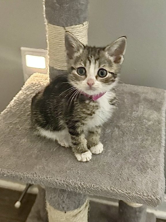 Gem Kitty : Ruby Image