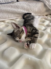 Gem Kitty : Ruby - Photo 2