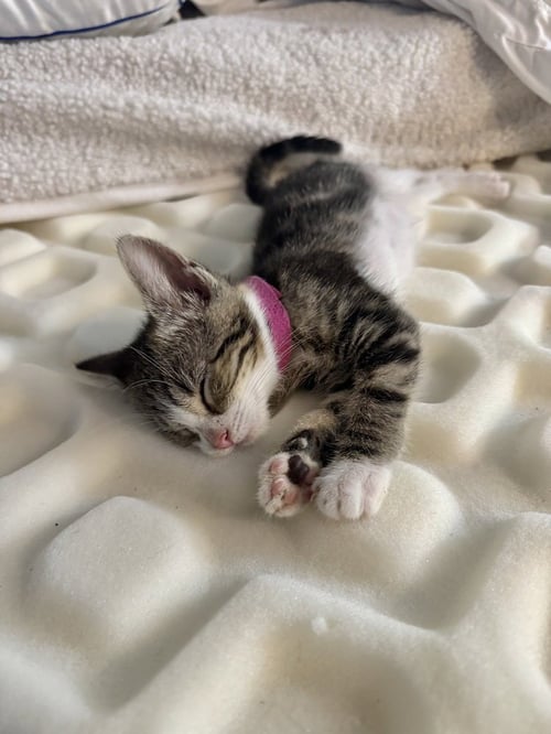 GEM KITTY : RUBY - Domestic Short Hair available for adoption