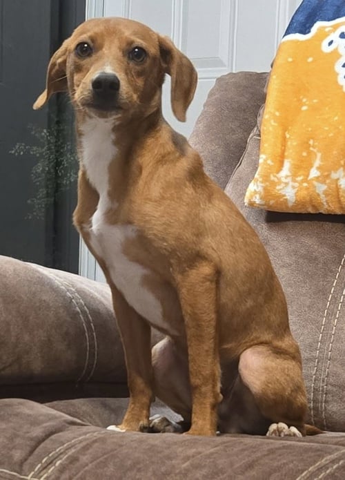 CD : ASPEN - Hound / Retriever available for adoption