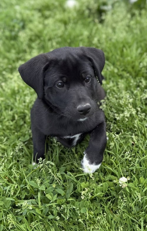 CONNECTICUT : MERIDEN - Labrador Retriever / Terrier available for adoption