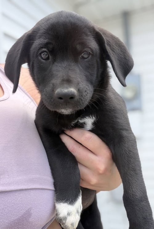 CONNECTICUT : MERIDEN - Labrador Retriever / Terrier available for adoption